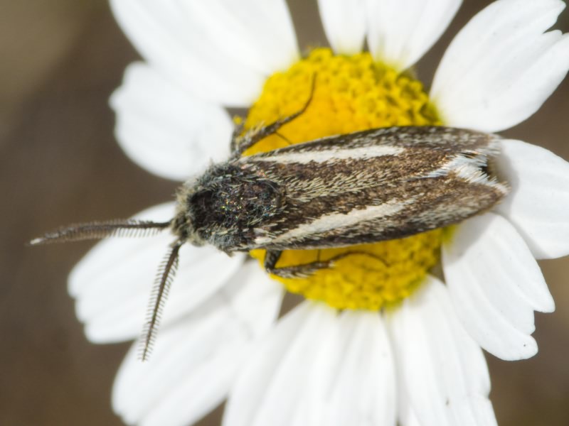 Brachodes appendiculata (Esper, 1783)